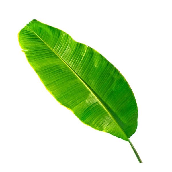 Banana Leaf- Piece – Focus Fresh Trading